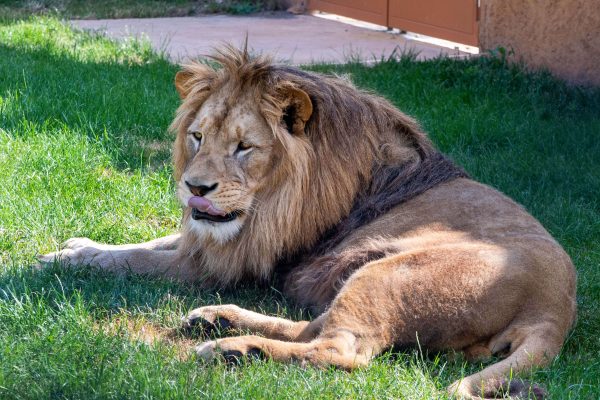 Král zvířat lev, Zoo Chleby