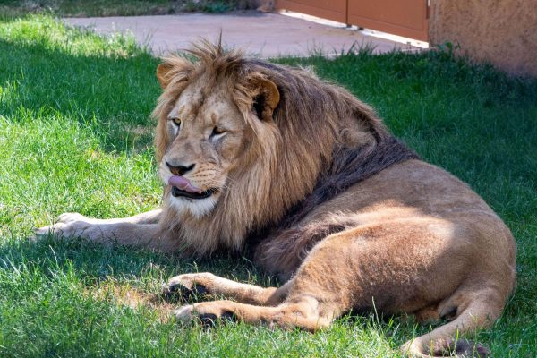 Ležící lev v Zoo Chleby