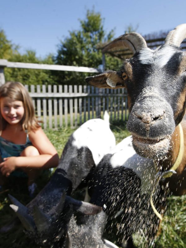Děti a zvířata na farmě Blaník, kozy