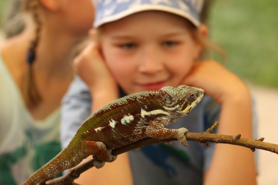 Chameleon a děti v Zoopark Zájezd