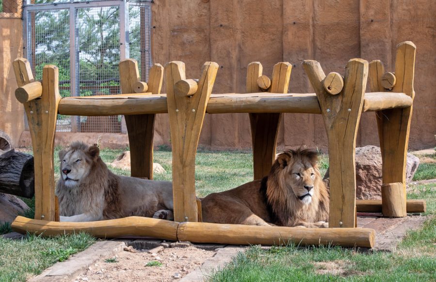Lvi v Zoo Chleby