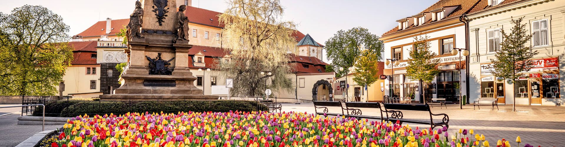Socha Jiřího z Poděbrad na náměstí a rozkvetlé tulipány
