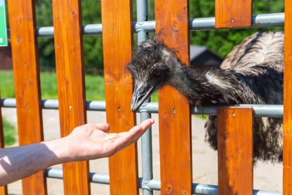 Krmení pštrosa emu ve Farmparku Soběhrdy