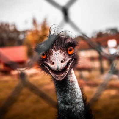 Pštros emu v Zooparku Zelčín
