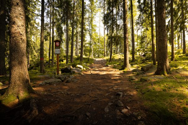 CHKO Brdy, lesní cesta