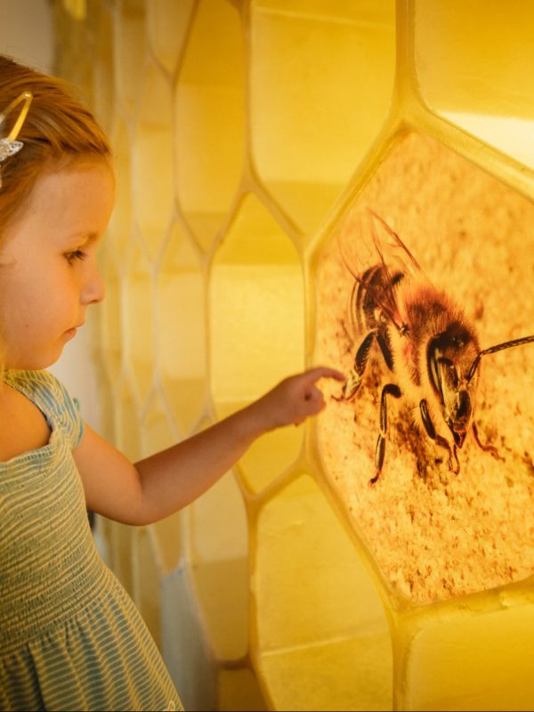 Interaktivní expozice ve Včelím světě Hulice