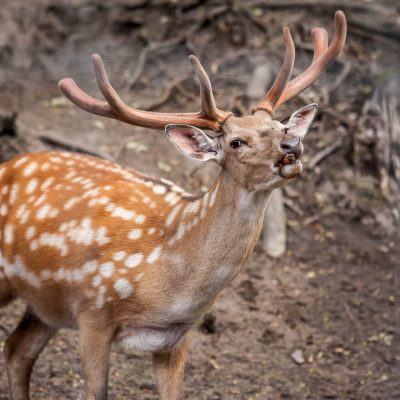 Jelen na zámku Konopiště, obora Stará Myslivna