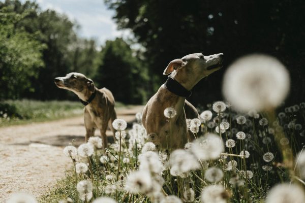 Psi v parku Veltrusy