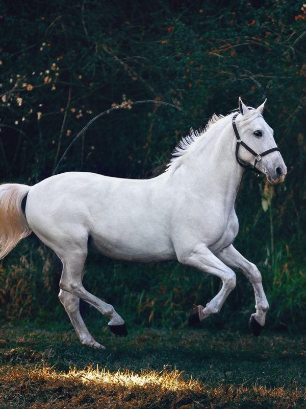 Bílý kůň