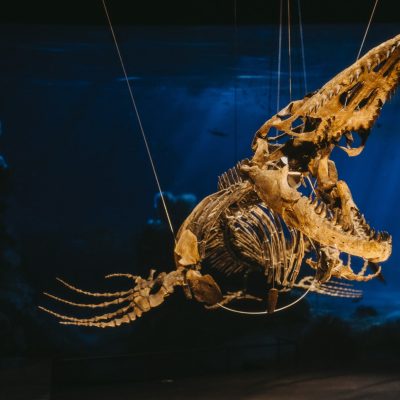 Dinosauria