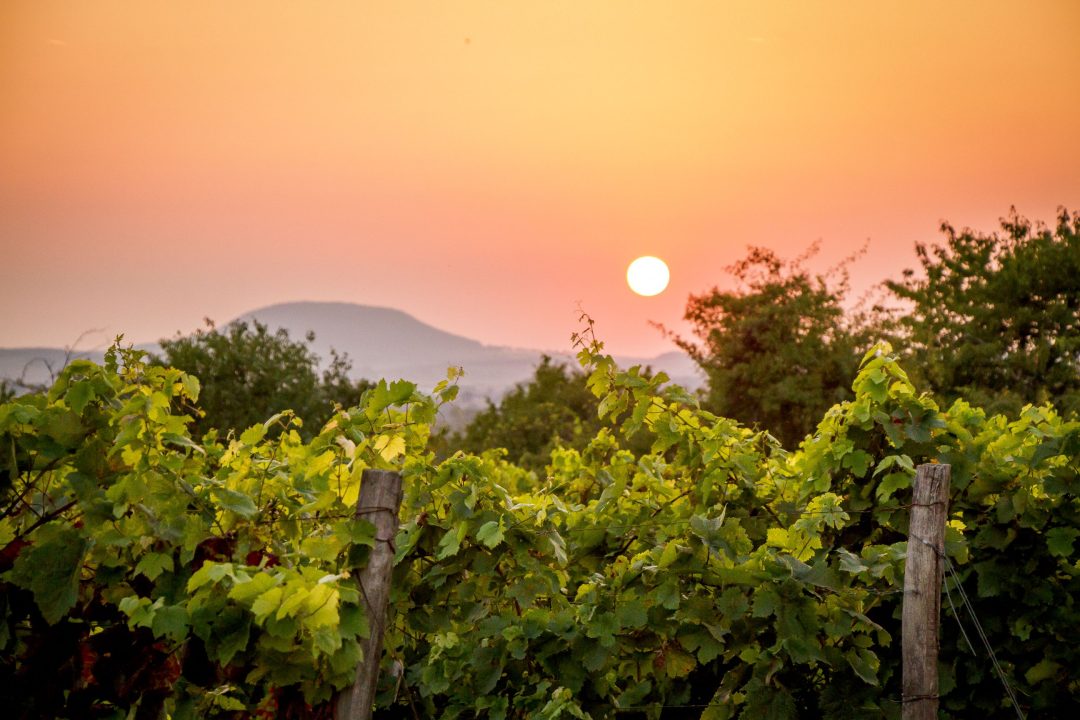 Vinobrani-mezi-radky-190.jpg