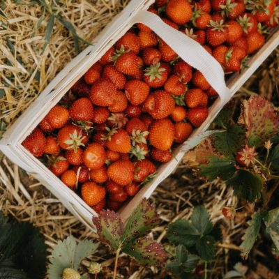 Jahodárna farma Hanč Vraňany